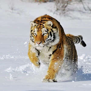 Siberian Tiger / Amur Tiger - in winter snow. C3A2288