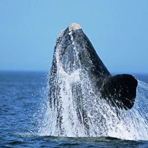 Southern Right Whale
