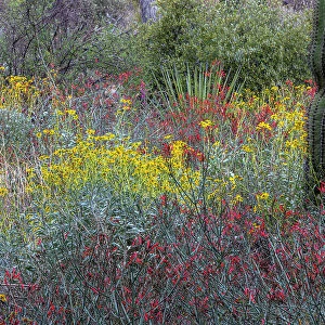 Spring floral desert gardens at the Arizona Sonoran Desert Museum in Tucson, Arizona, USA Date: 08-03-2021