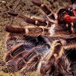 Tarentula / Baboon Spider - leaving its moulting