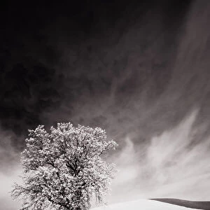 USA, Palouse Country, Infrared Palouse fields and lone tree Date: 09-06-2011