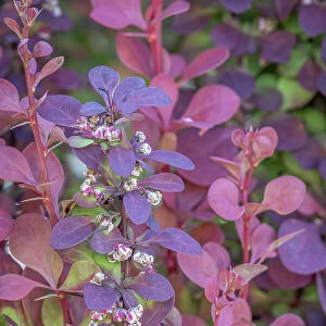 USA, Washington State, Seabeck. Barberry bush leaves and flowers. Date: 16-05-2021