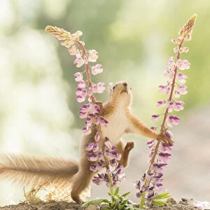 young Red Squirrel steps in lupine flowers