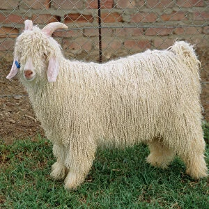 Angora goat