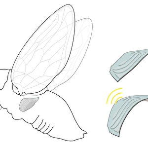 Cicada noise mechanism, diagram C018 / 0296