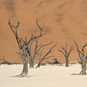 Dead Vlei in Namib-Naukluft National Park C018 / 9285