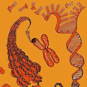 DNA packaging, illustration C018 / 0747