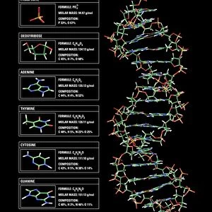 DNA structure, artwork C017 / 7218