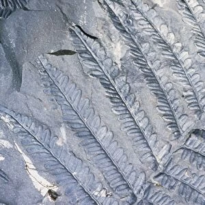 Fossil leaves of Neuropteris