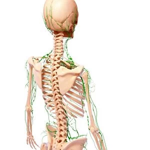 Human lymphatic system, artwork F007 / 4895