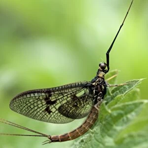 Male mayfly