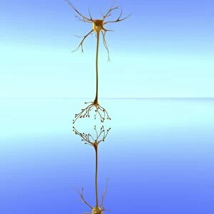 Mirror neuron, conceptual image