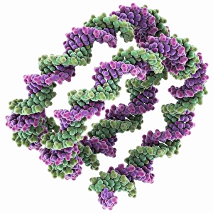 Packaged DNA molecule