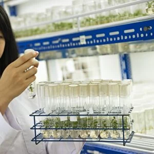 Plant researcher, Malaysia C013 / 4598