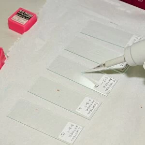 Preparing sample pollen slide