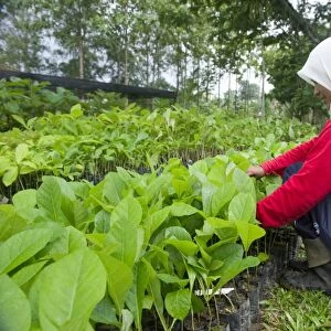 Teak planting, Malaysia C013 / 4607