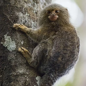Adult pygmy marmoset (Cebuella pygmaea), Lake Clavero, Amazon Basin, Loreto, Peru