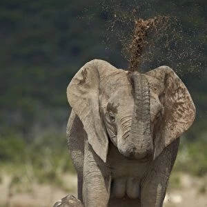 African elephant (Loxodonta africana) mother showering, Addo Elephant National Park, South Africa, Africa