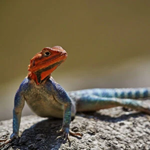 Common agama (red-headed rock agama) (rainbow agama) (Agama agama), male, Ruaha National Park