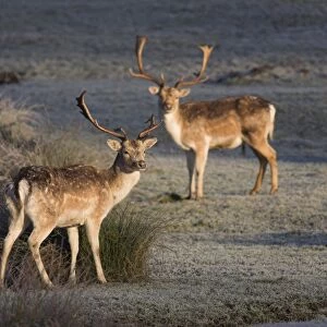Fallow deer bucks, Dama dama, Dallam Estate, Cumbria, England, United Kingdom, Europe