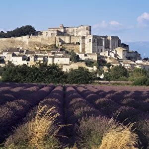 Grignan chateau and leavender field, Grignan, Drome, Rhone Alpes, France, Europe