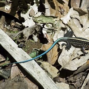Lizard, Costa Rica, Central America