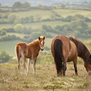 Mother and foal Dartmoor Ponies grazing on the moor, Dartmoor National Park, Devon