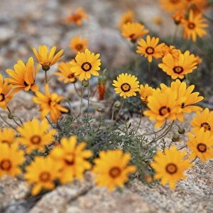 Namaqualand daisy (Jakkalsblom) (Dimorphotheca sinuata), Namakwa, Namaqualand, South Africa