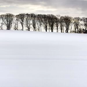 Row of trees in silhouette on edge of snow-covered field, Rock, near Alnwick
