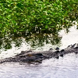 Saltwater crocodile at Yellow Water Wetlands and Billabong, Kakadu National Park
