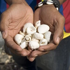 Shells found on beach, Sao Vicente, Cape Verde Islands, Africa