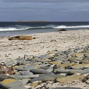 Southern elephant seals (Mirounga leonina) on beach with breaking wave, Sea Lion Island, Falkland Islands, South America