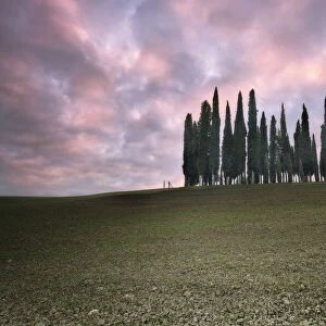 Torrenieri cypresses in Val d Orcia with a pink sunrise, Val d Orcia