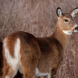 White-tailed deer, Massachusetts, New England, United States of America, North America
