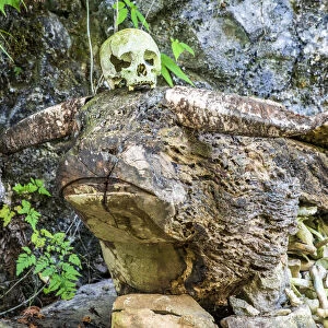 Buffalo-shaped wood tomb with skull and bones, Rantepao, Tana Toraja, Sulawesi, Indonesia