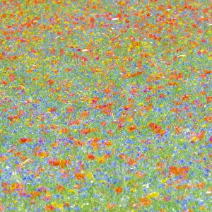A colorful abstract of the famous flowering of Castelluccio di Norcia, where in July you can see poppies, lentils and cornflowers