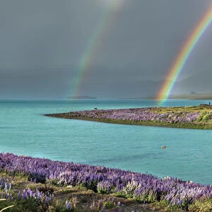 Double rainbow in Tekapo lake with the lupins in bloom and the church of the Good