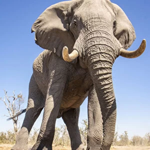 Elephant, Okavango Delta, Botswana