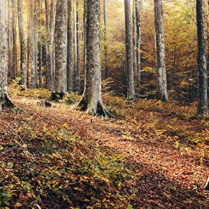 Forest in central Appennines during the autumn foliage, Emilia Romagna, Italy