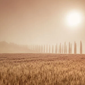 Mediterranean cypress alley in fog - Italy, Tuscany, Siena, Val d Orcia