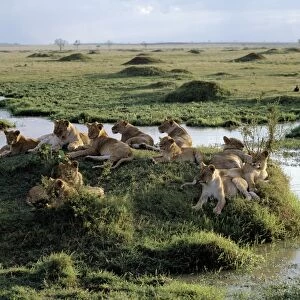 A pride of lions rests near water in the Masai Mara Game Reserve
