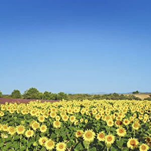 Sunflower field - France, Provence-Alpes-Cote d Azur, Alpes de Haute Provence