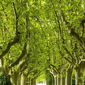 Tree-lined Road, near Carcassonne, Occitanie, France