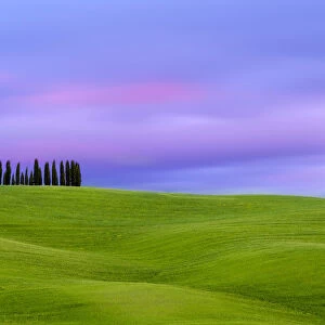 Tuscan landscape, rolling hills with wheat fields and cypress trees at sunset, San