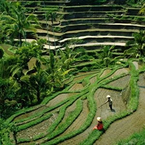 Ubud / Rice Terraces