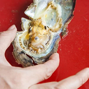 Vietnam, Halong Bay, floating cultured pearl farm, oyster with seed