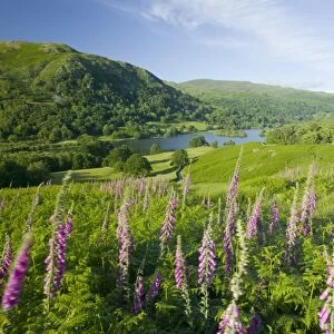 Foxgloves growing on the fellside above Rydal Water in the Lake District UK