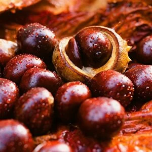 Horse chestnuts or conkers