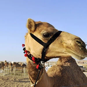 An Asayel camel looks on during the Mazayin Dhafra Camel Festival in Al Gharbia
