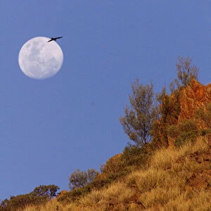 An Australian kite glides over the parched landscape beneath an almost-full moon outside